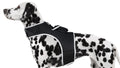 GSM GPS Animal Tracker Collar Attached Rechargeable Realtime Surveillance Gadget Size:XXL