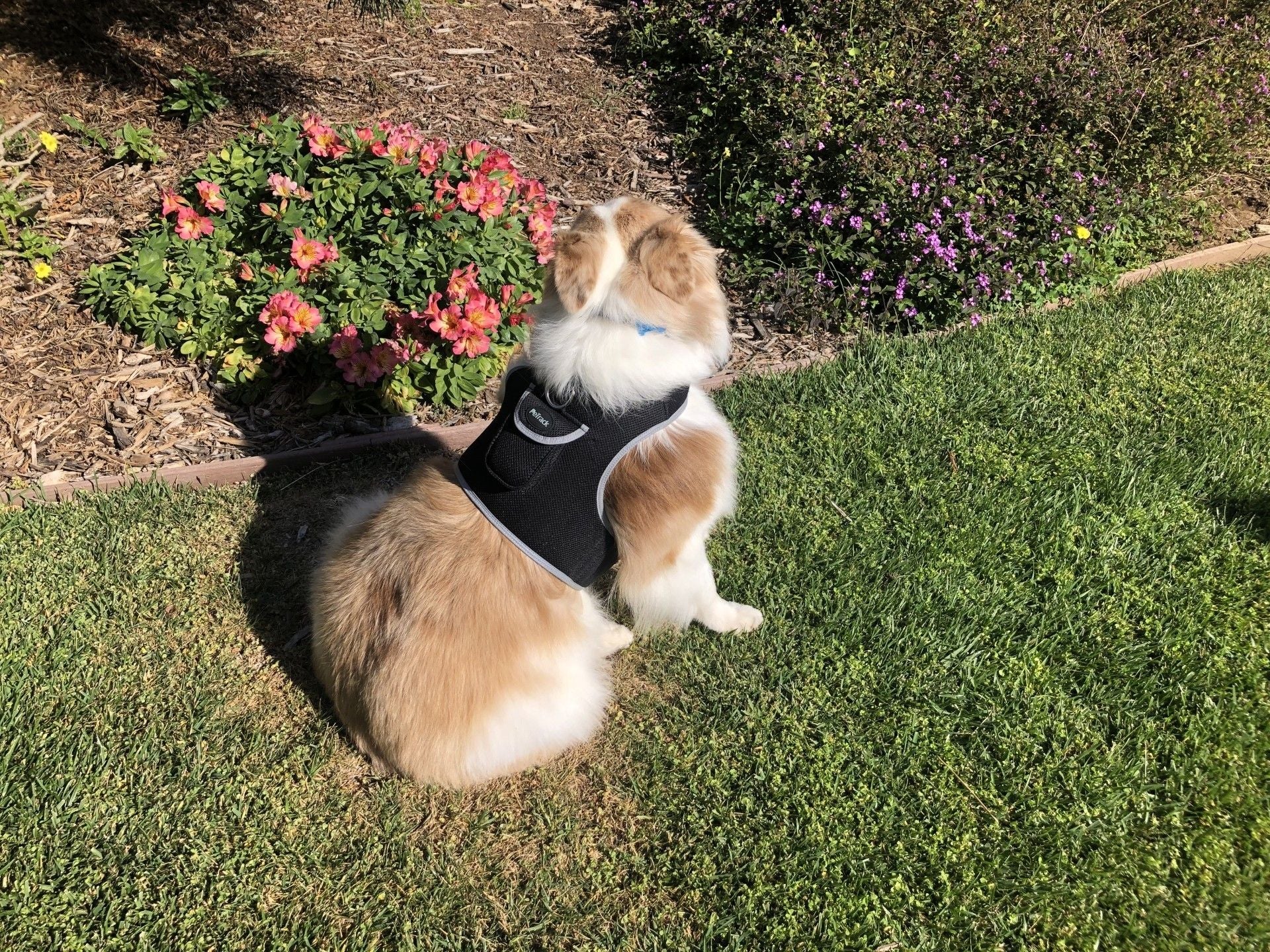Consistent Realtime Mini Cat Dog GPS Tracking Collar Waterproof Device Size:L